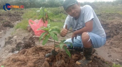 Begini Pendapat Seorang Jurnalistik, Soal Investasi Tanaman Alpukat