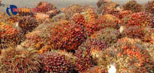 Kabar Baik: Pungutan Ekspor CPO Dihapus, Harga Sawit Diprediksi Kembali Naik