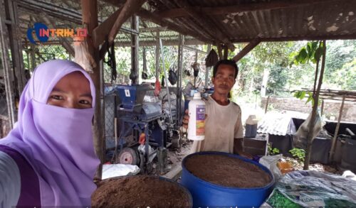 Kelompok Tani Sejahtera Desa Benteng, Kembangkan Bakteri MA-11