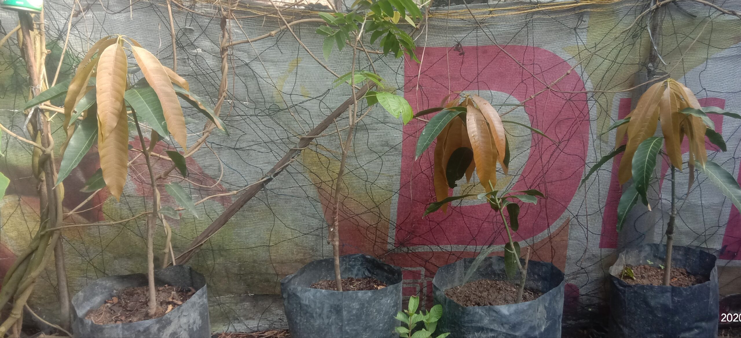 Begini Respon Bibit Mangga, Setelah Satu Minggu Diberi Kompos