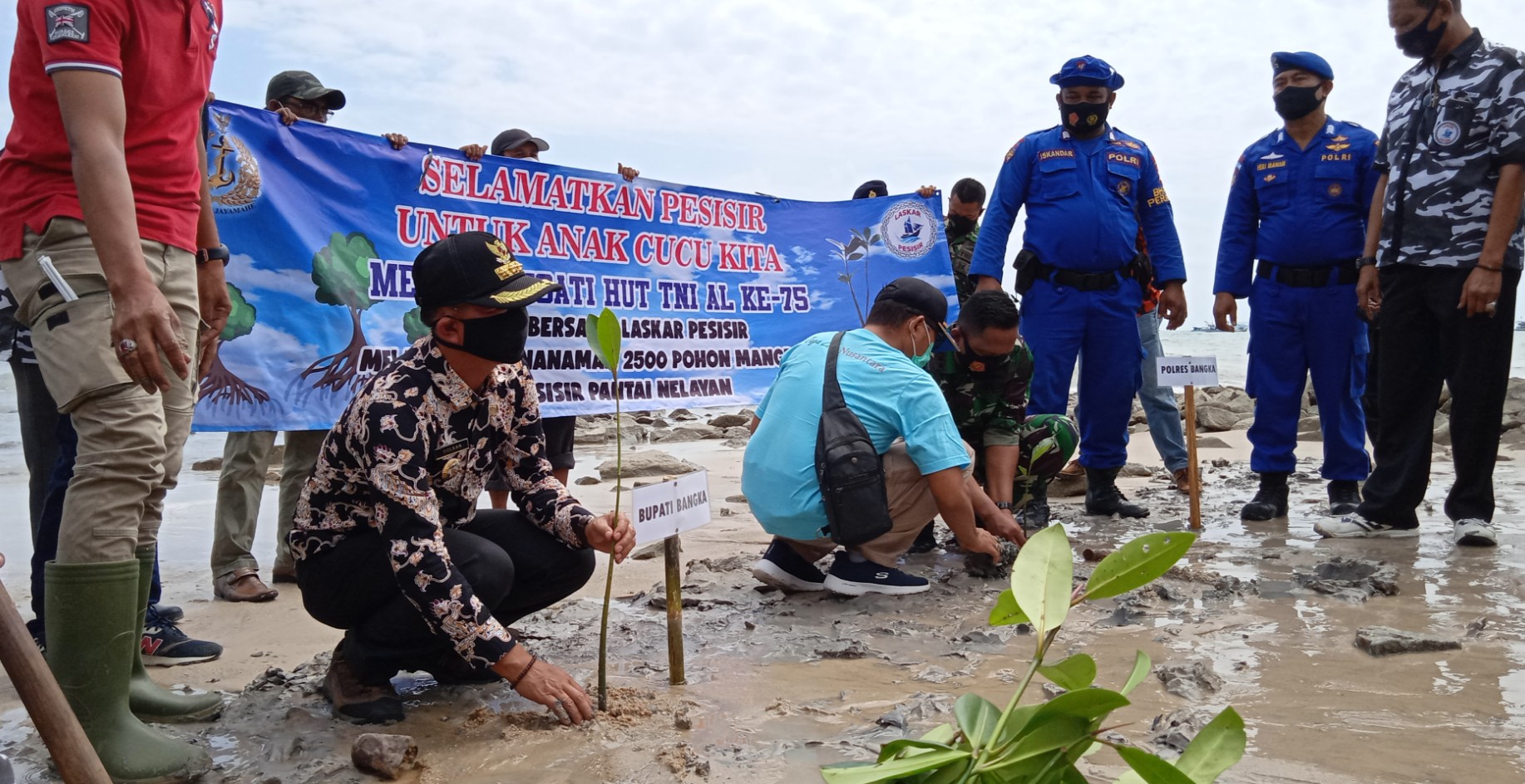 Cegah Abrasi, Laskar Pesisir Tanam 2500 Pohon Mangrove Di Pantai Nelayan Sungailiat