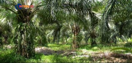 Pura-pura Untuk Kebun Cabai, Petani di Bangka Tengah Alihkan Pupuk Subsidi Untuk Sawitnya