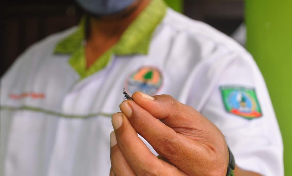 Pemkab Beltim Andalkan Lalat Tentara Hitam