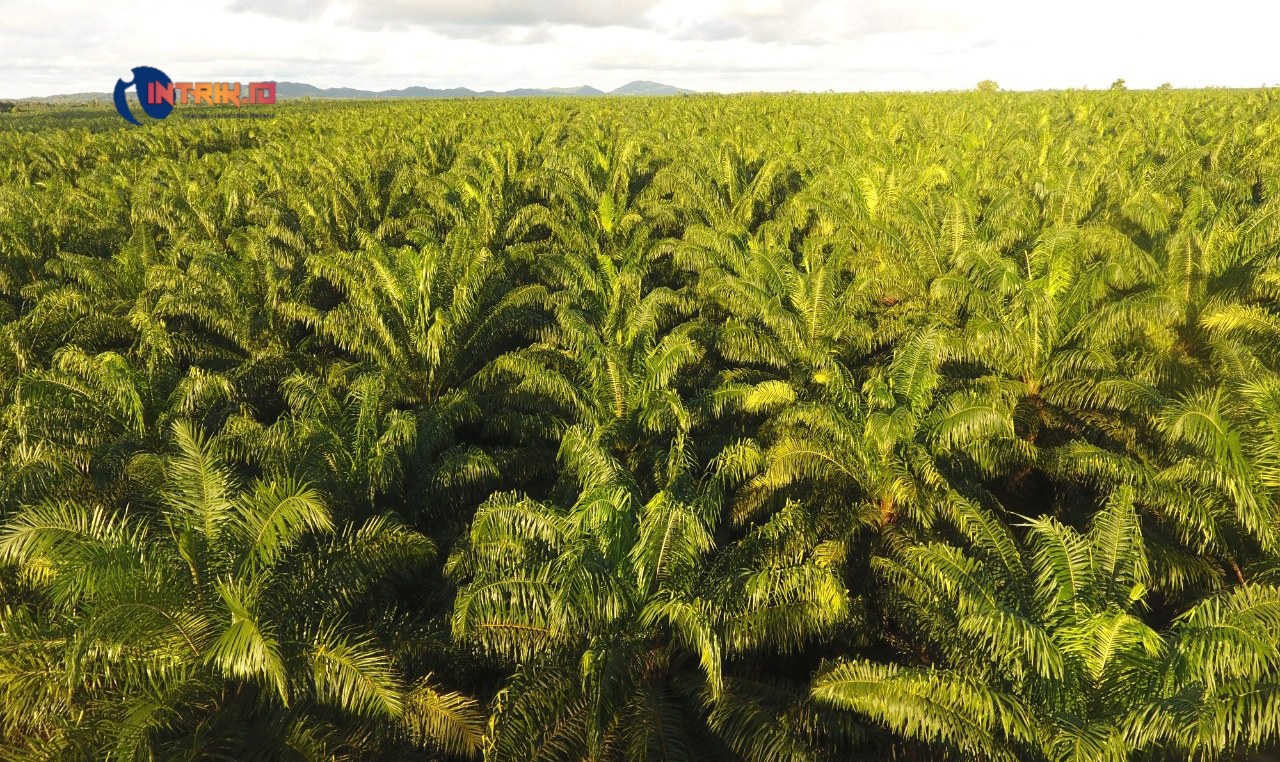 PT.GPL Bina Empat Koperasi Petani Sawit Plasma