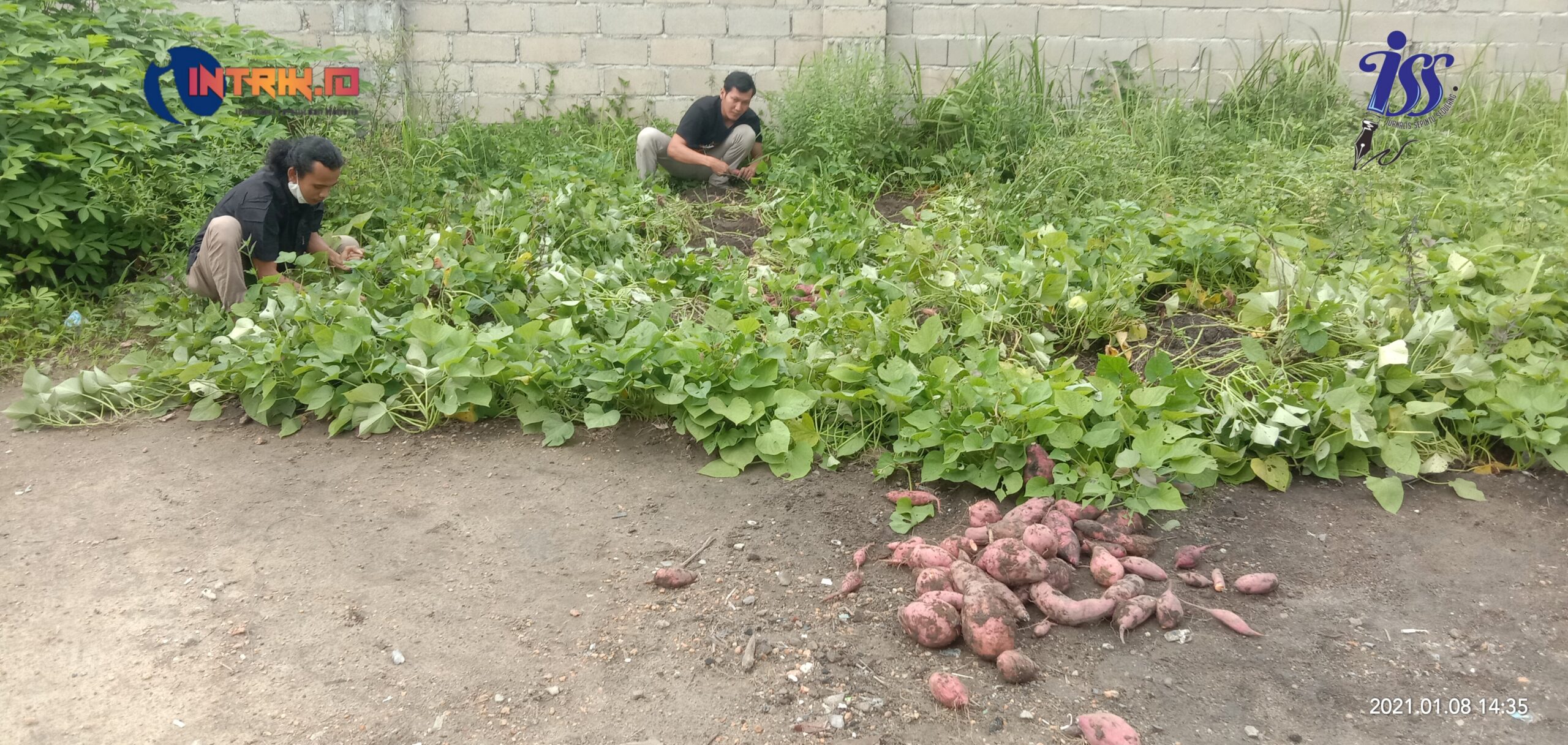 Jurnalis Sepintu Sedulang Panen Ubi Jalar