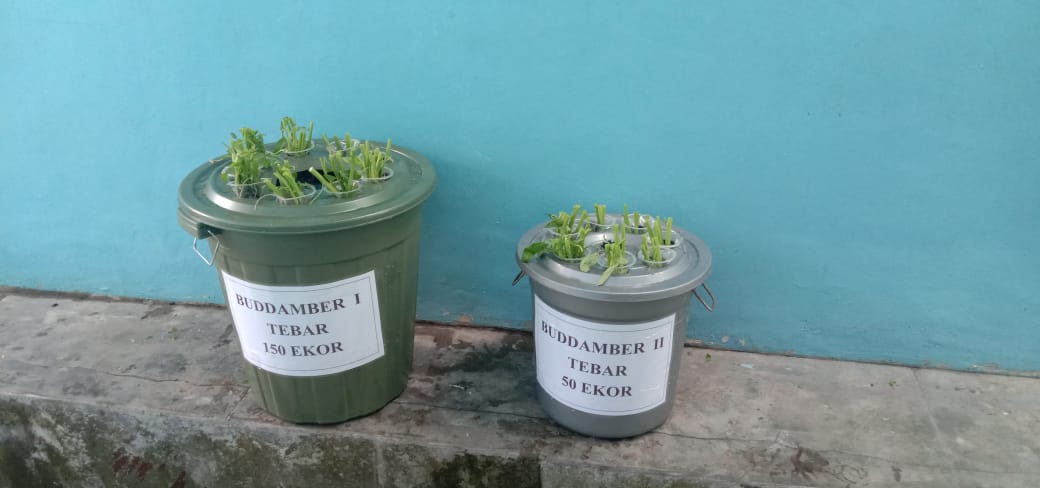 Budikdamber : Budidaya Lele Dalam Ember