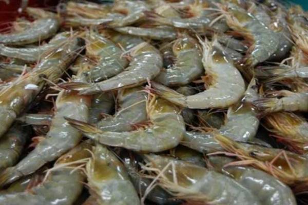 Keberadaan Sejumlah Perusahaan Tambak Udang Di Romodong, Minim Kontribusi