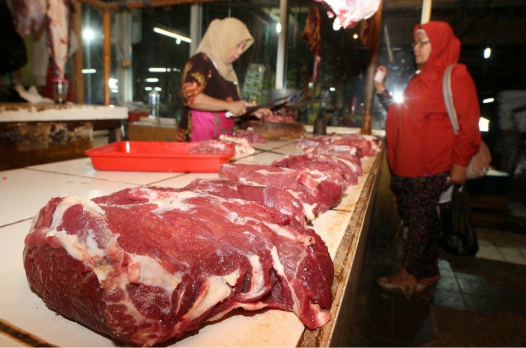 Babel Akan Impor Sapi Australia