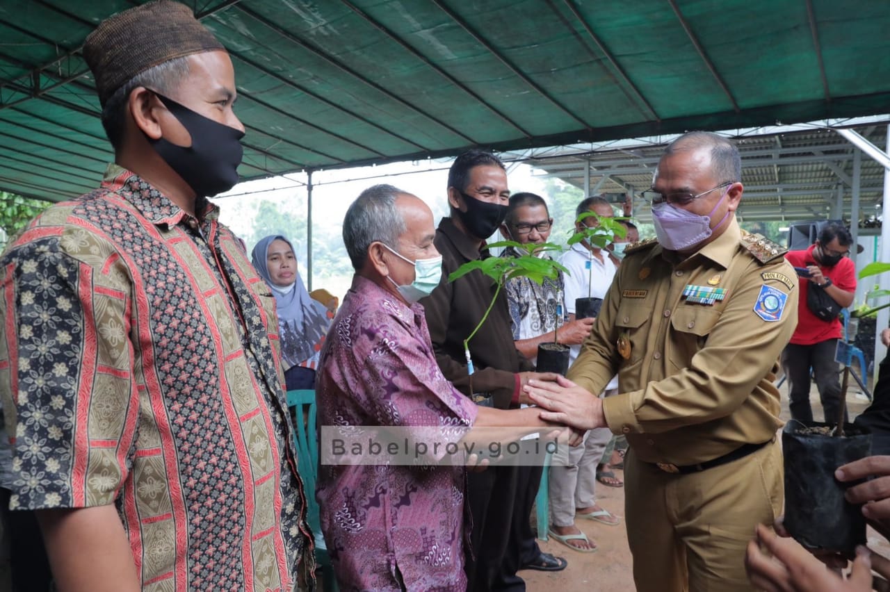 Masyarakat Bangka Terima 1000 Bibit Alpukat Roro dari Gubernur