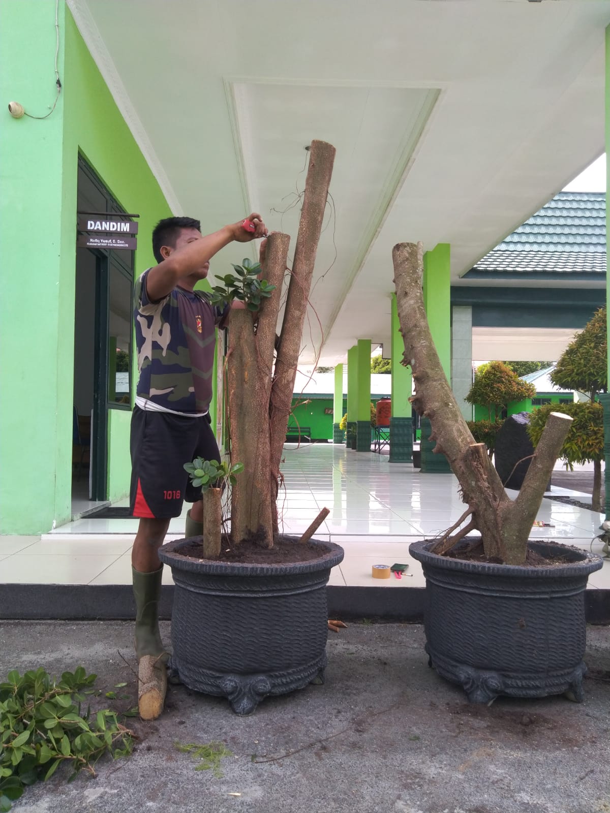Anggota TNI ini Mahir Budidaya Bonsai Beringin Dolar, Ini Sarannya