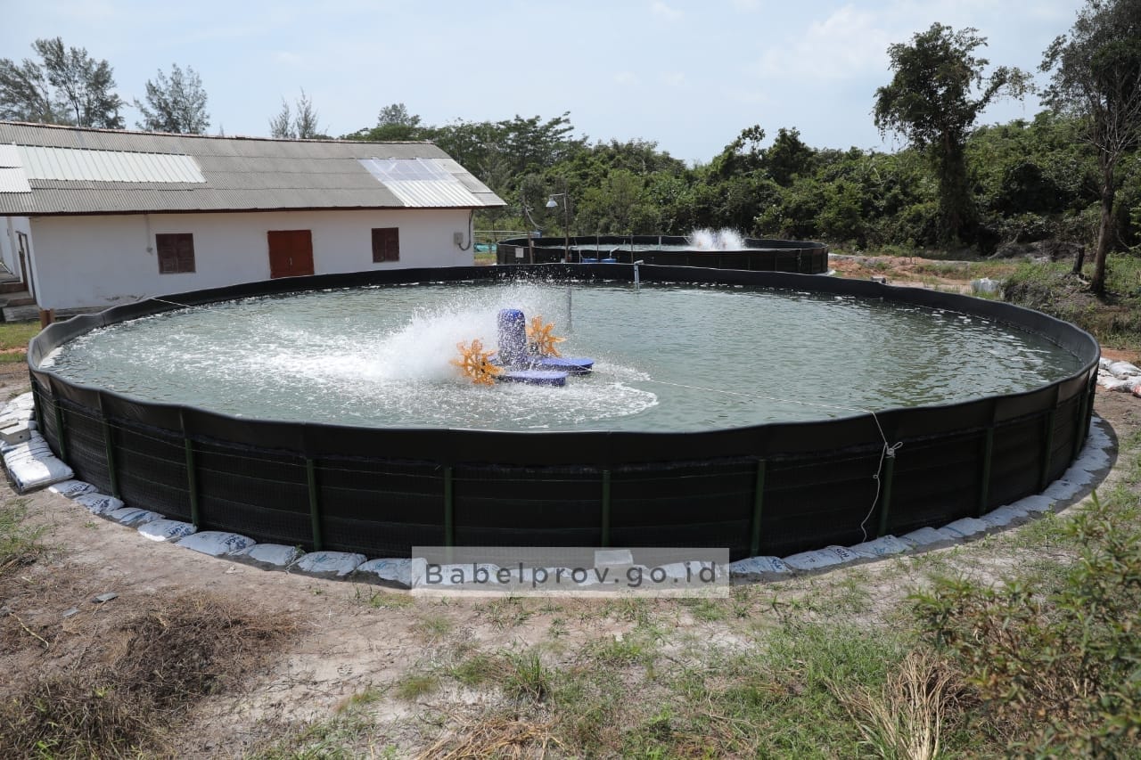 Kebutuhan Benur Vaname di Babel Capai 130 Juta Ekor Per Bulan