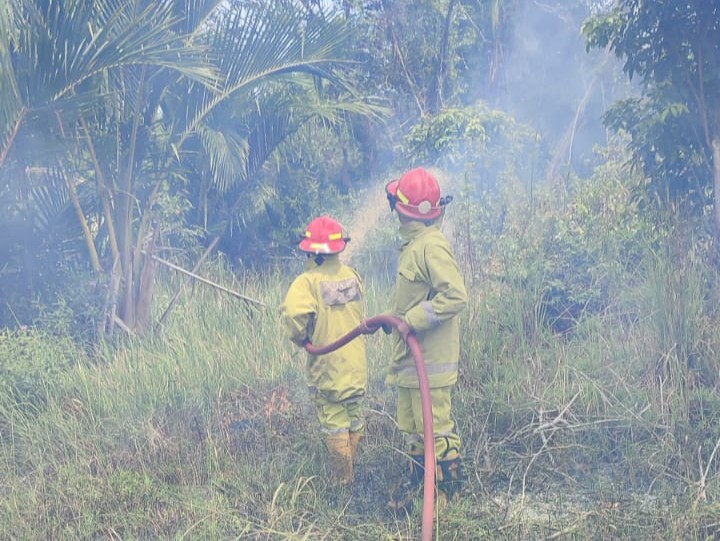Hutan Kurau Dilahap Si Jago Merah, Pelapor: Sengaja Dibakar