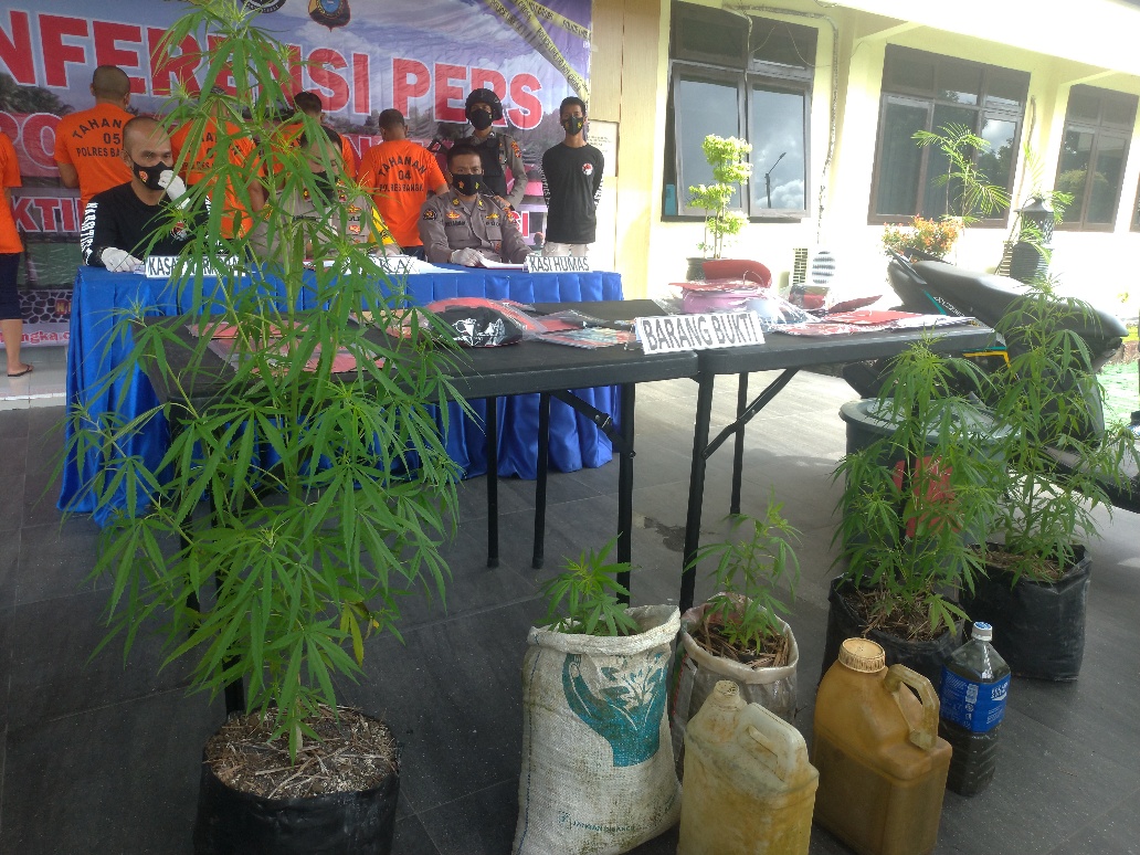 Warga Temukan Pohon Ganja di Kebun Sawit