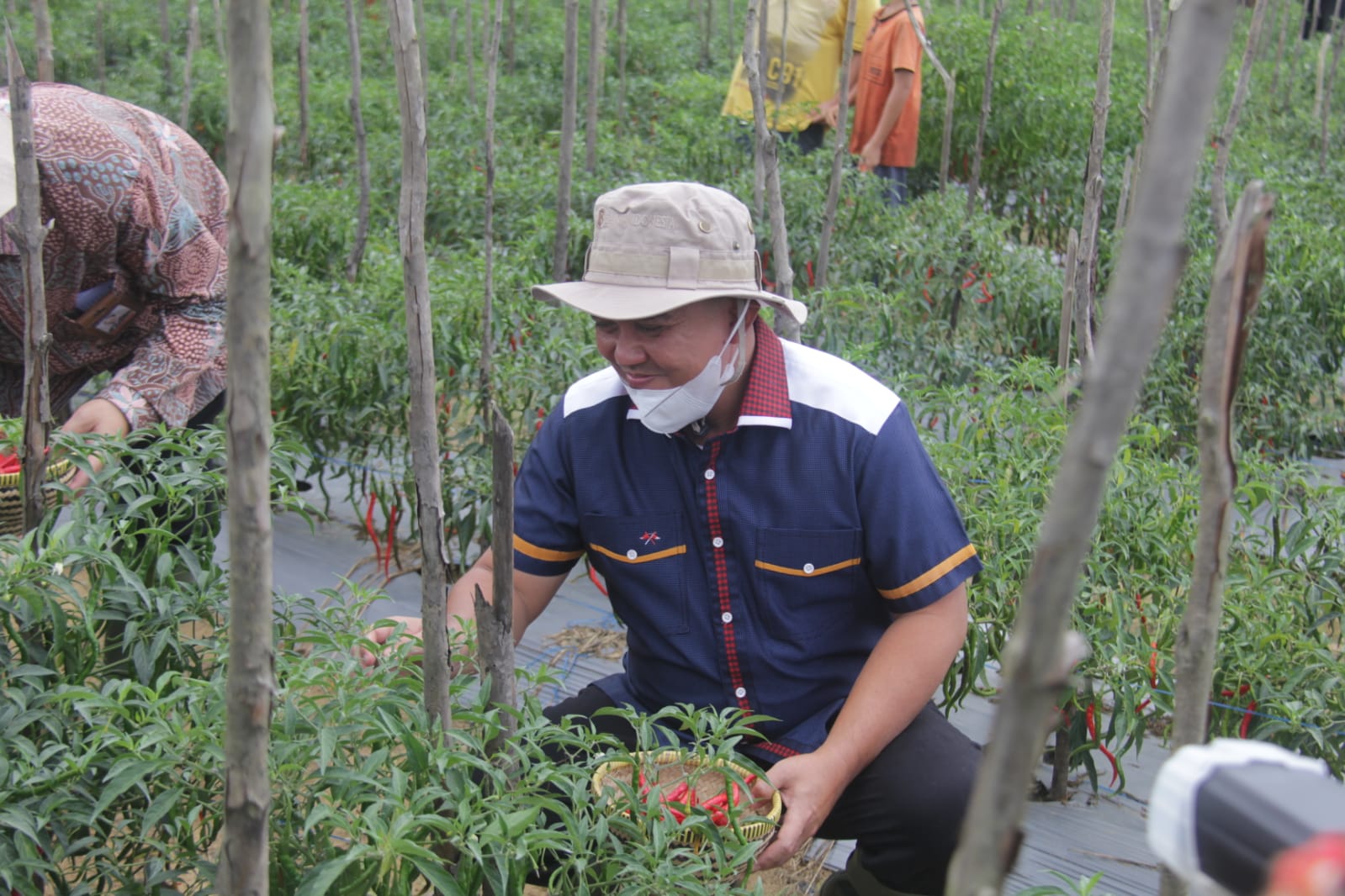 Ikut Panen Cabai di Tua Tunu, Molen: Pangkalpinang Butuh 50 Ton Tiap Tahun