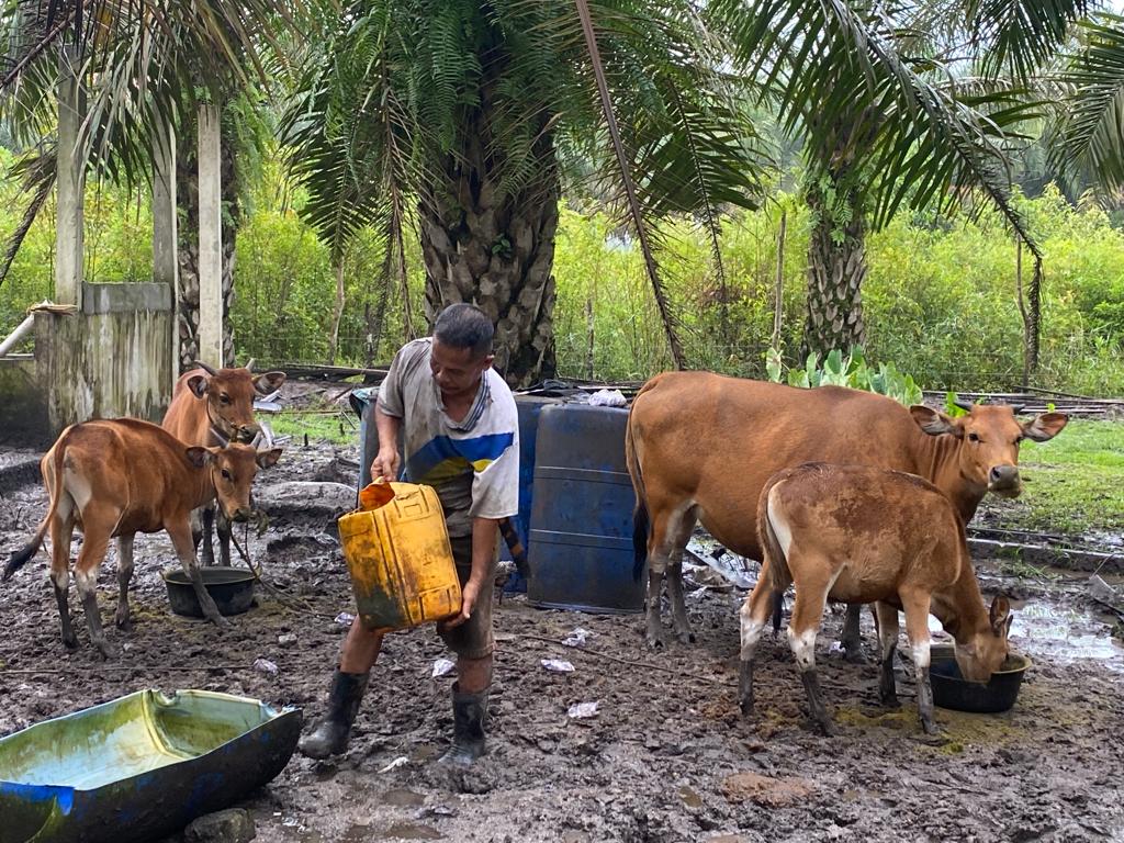 Jelang Lebaran Kurban, Ribuan Sapi di Babel Sembuh dari PMK