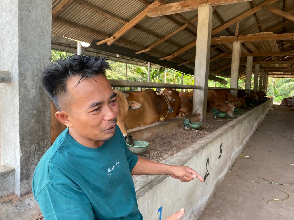 Sulit Datangkan dari Luar Daerah, Sapi Kurban Terancam Langka