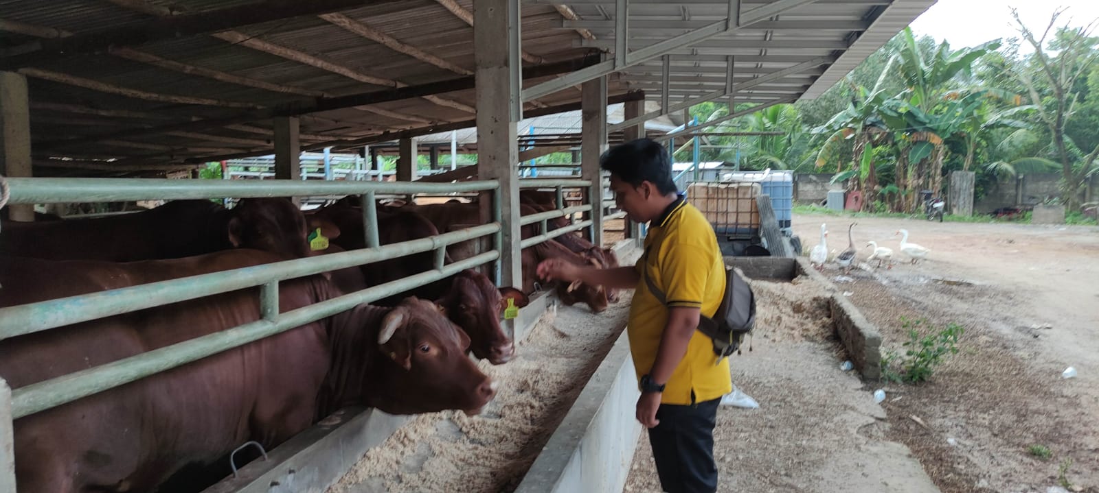 Stok Sapi di Bangka Tengah Banyak tapi Harga Naik Rp 5-7 Juta