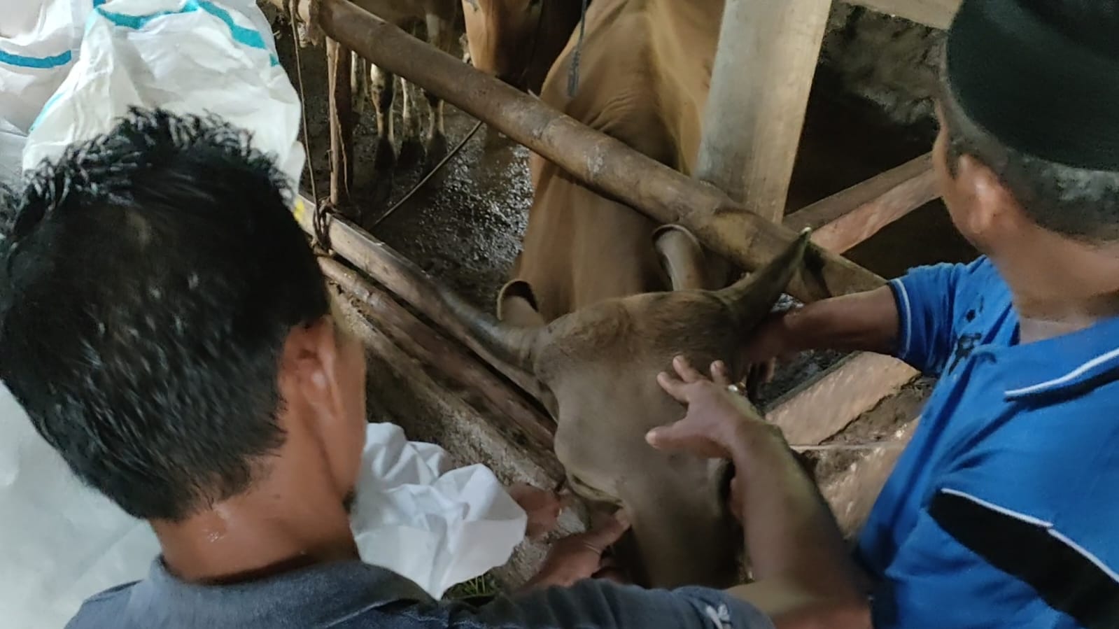 Dapat 200 Vaksin PMK, Pemkab Bangka Langsung Berikan ke Sapi Petani