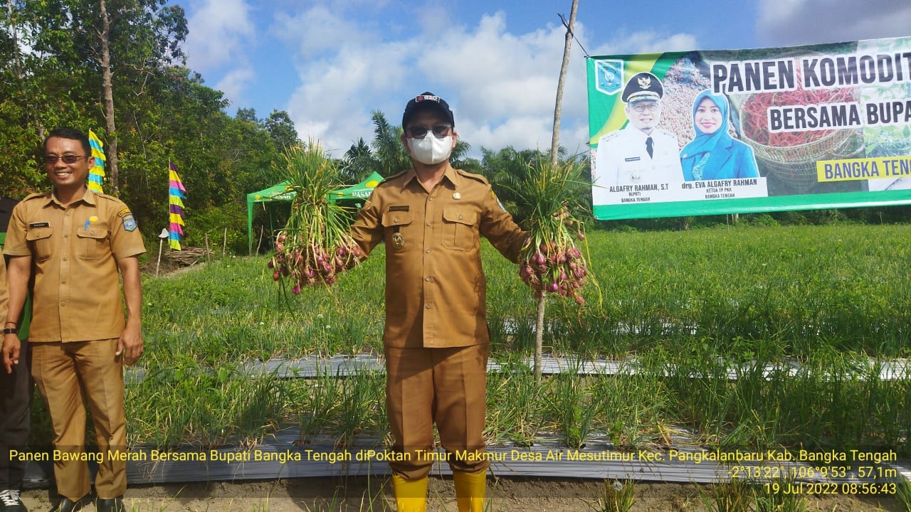 Satu Hektar Bawang Merah di Bateng Hasilkan 9 Ton