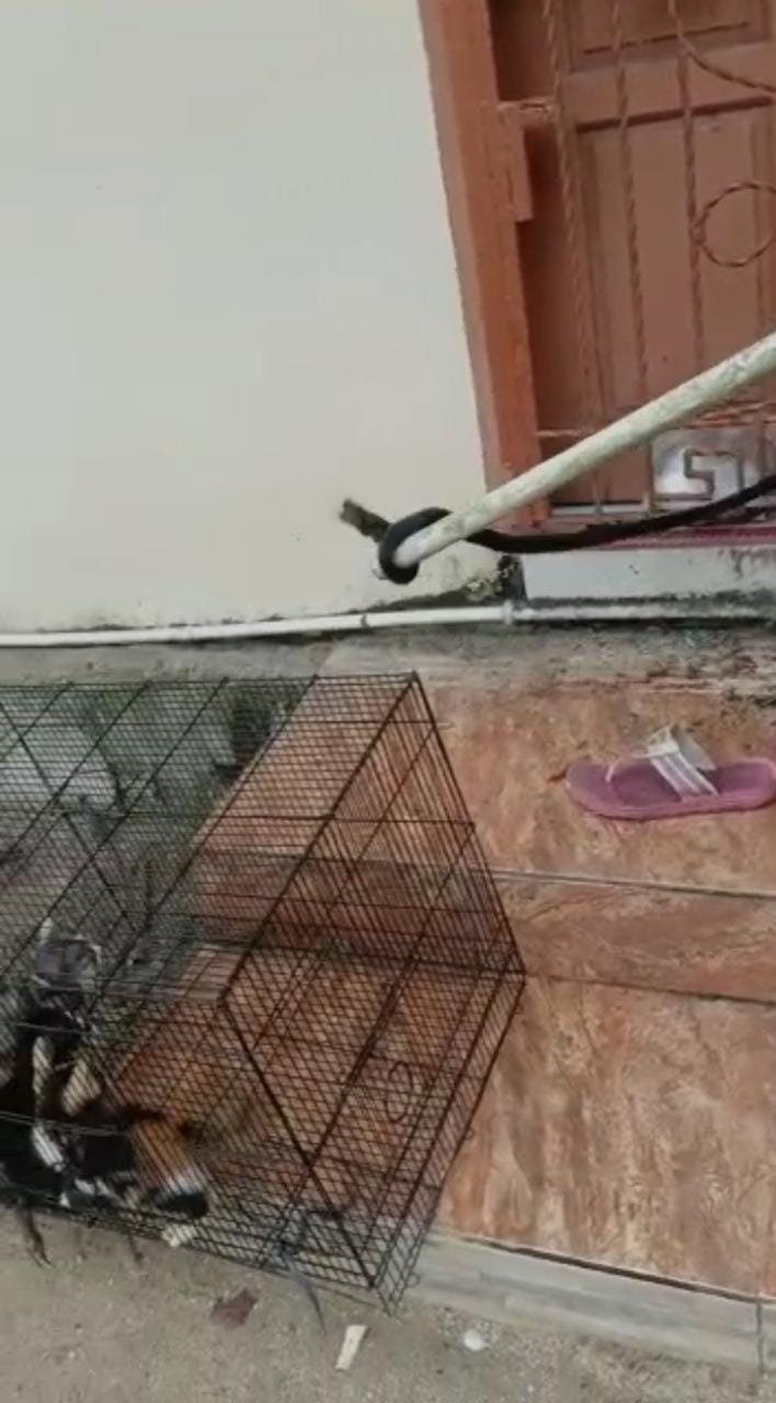 Eko Nyaris Terkena Semburan Ular Kobra