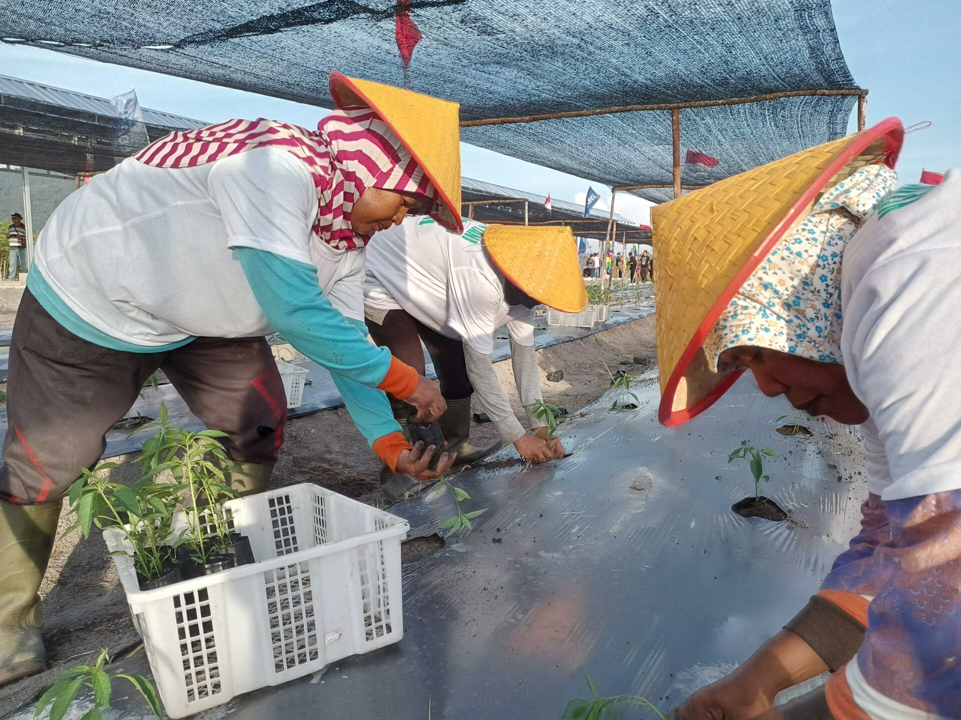 Tahun Ini Pupuk Subsidi Diberikan Perorang