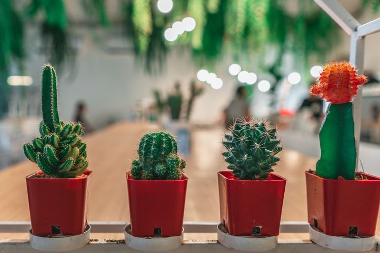 Inilah 7 Manfaat Menanam Kaktus di Dalam Rumah, Tingkatkan Kualitas Udara dan Kelembapan