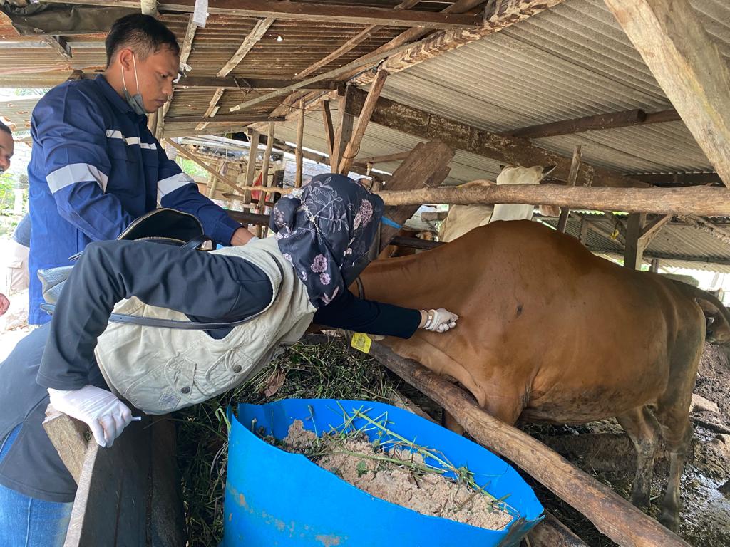 Mulai Melandai, Pemkab Bateng Tetap Berikan Vaksin PMK