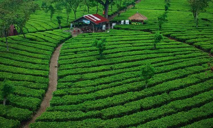 Destinasi Kebun Teh Wonosari, Objek Wisata Alam Hits dan Sarana Edukasi di Malang