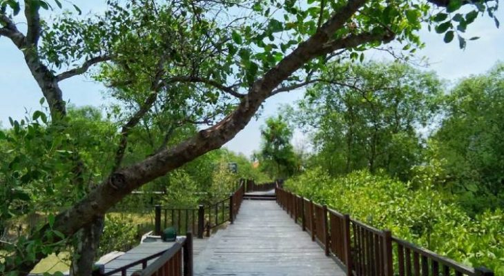 Destinasi Wisata Mangrove Surabaya, Menikmati Pesona Hutan Bakau Nan Indah