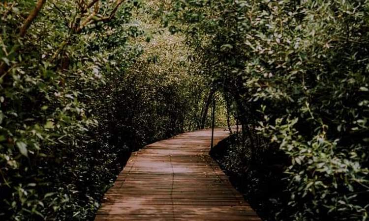 mangrove surabaya