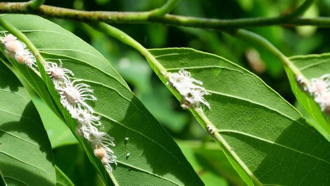 5 Cara Ampuh Membasmi Kutu Putih pada Tanaman