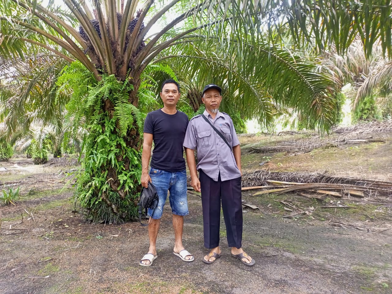 Gunakan PUMK PT Timah, Kebun Sawit Milik Darminto Berubah