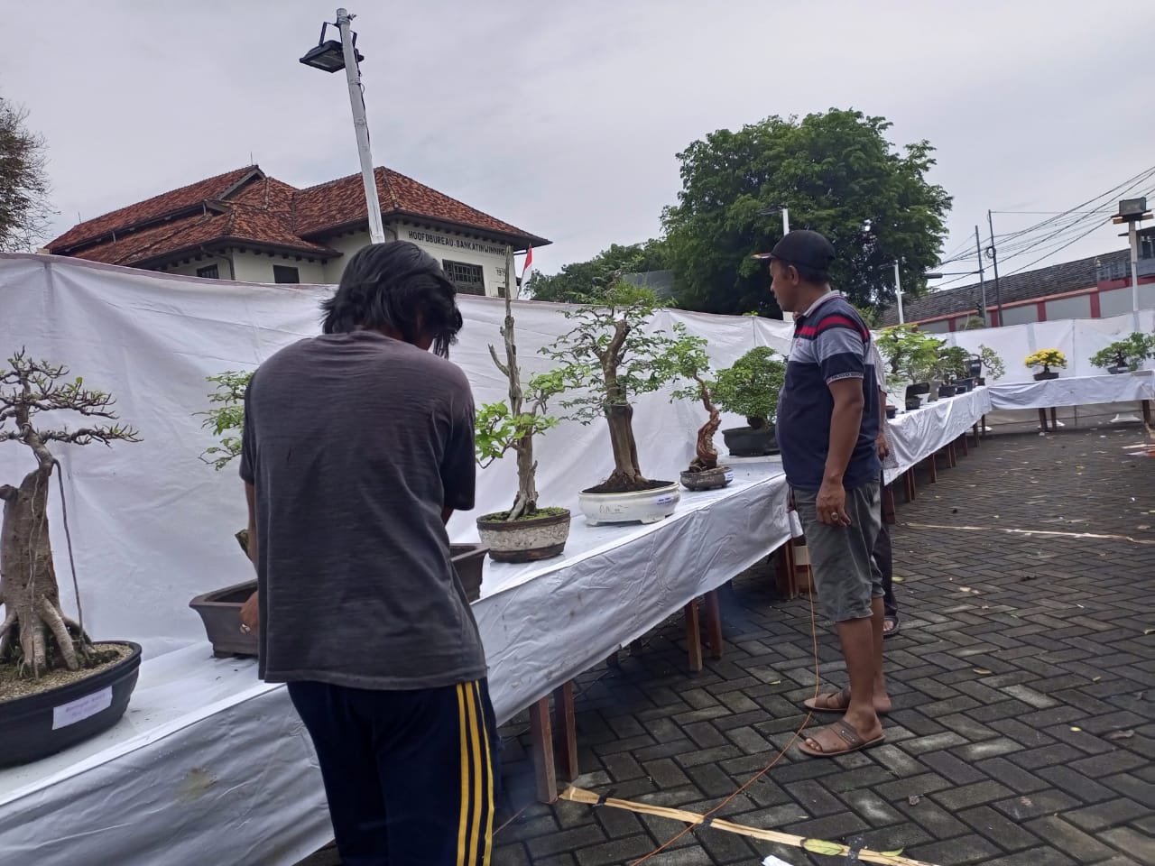 Tampil Unik Tanaman Bonsai Meriahkan HUT MTI ke 9