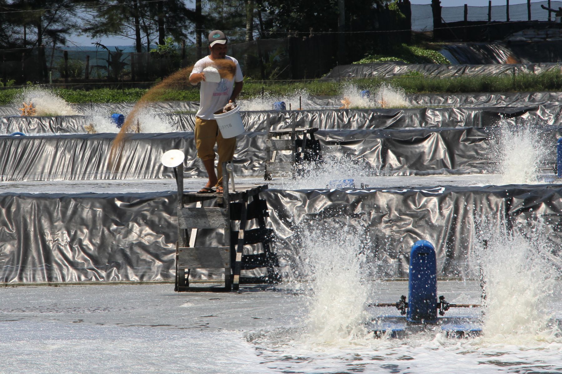 Tambak Udang Vaname Buang Limbah ke Laut, DPRD Bateng: Kita Perlu Investasi tapi Tidak Merusak Ekosistem