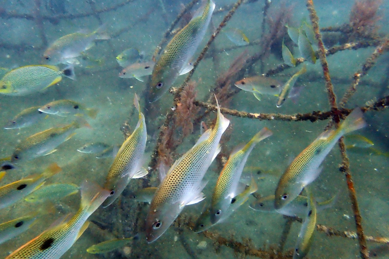 Anggi Siahaan: Akhir Tahun 2022, Program Reklamasi Laut  PT Timah Capai 100 Persen