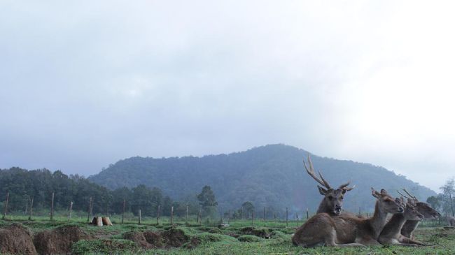 Wisata Alam Ranca Upas Ciwidey, Tempat Wisata Ramah Anak di Bandung