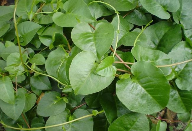 Inilah 5 Khasiat Daun Binahong Bagi Kesehatan Tubuh dan Efek Sampingnya