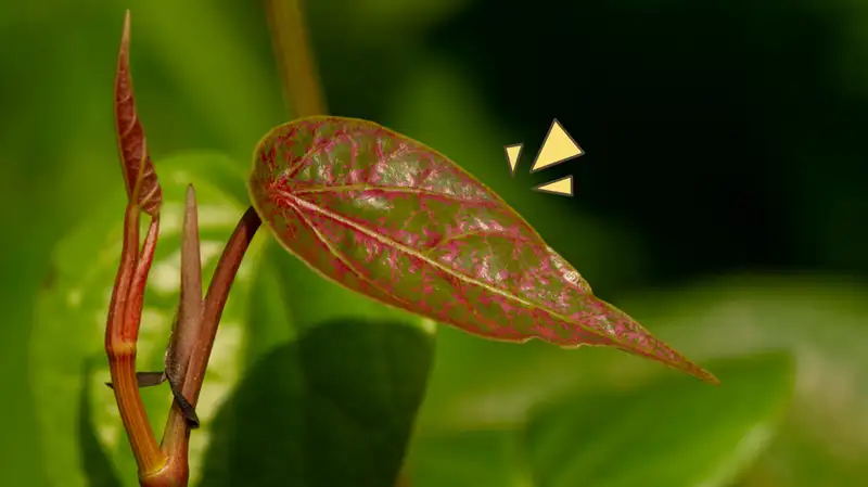 6 Manfaat Daun Sirih Merah, Sebagai Antiseptik Sampai Mengobati Pneumonia