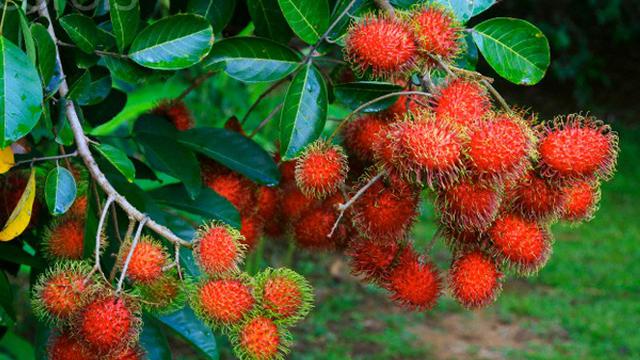 Ini Dia 5 Manfaat Daun Rambutan Bagi Kesehatan Atasi Masalah Kulit hingga Cegah DBD