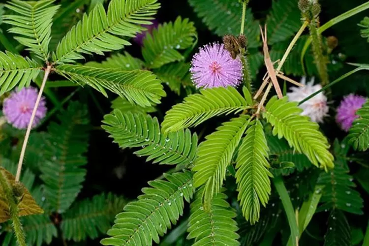 Tak Disangka, Inilah 5 Manfaat Tanaman Putri Malu untuk Kesehatan Tubuh