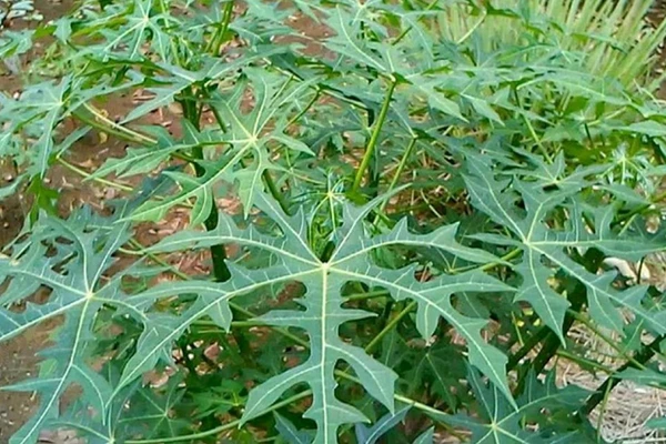 2 Manfaat Daun Gedi bagi Kesehatan Tubuh, Bantu Turunkan Kadar Kolesterol