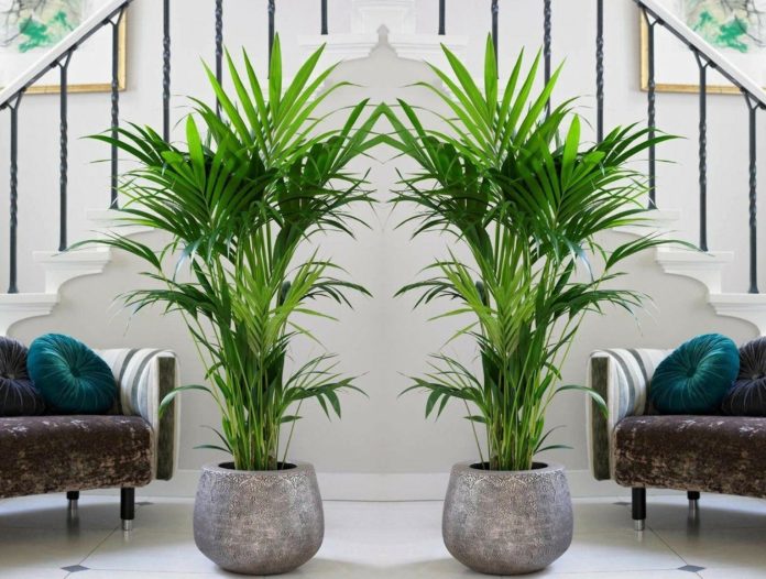 7 Jenis Tanaman Indoor Bikin Ruangan Terasa Lebih Sejuk Saat Cuaca Panas