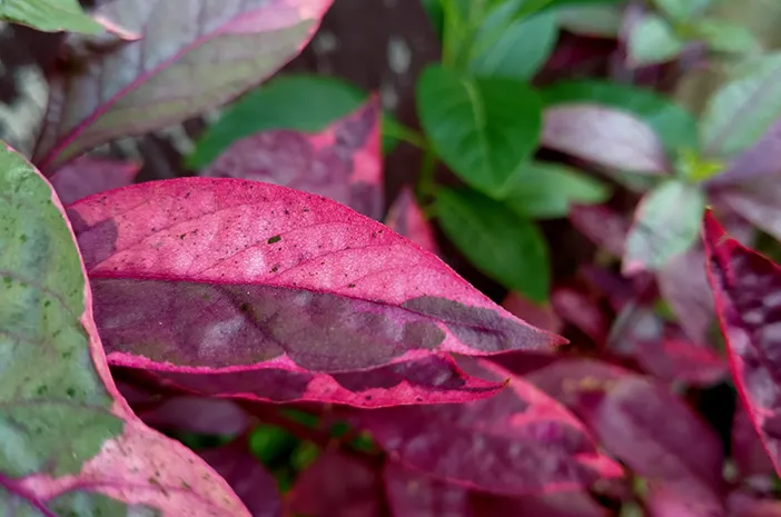 8 Khasiat Daun Ungu untuk Kesehatan Paling Mujarab, Dapat Mengatasi Ambeien dan Rematik