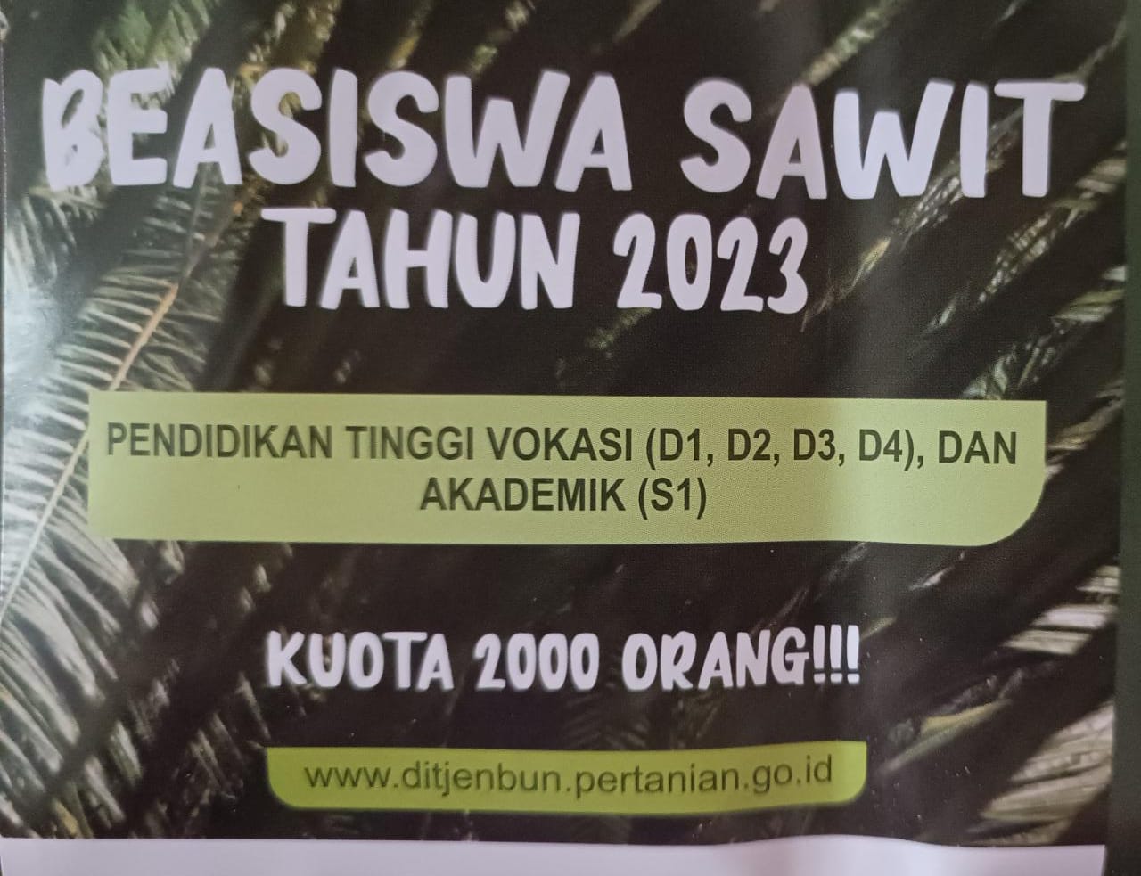Siap-siap, Badan Pengelolaan Dana Perkebunan Kelapa Sawit Adakan Beasiswa Gratis Untuk 2 Ribu Orang