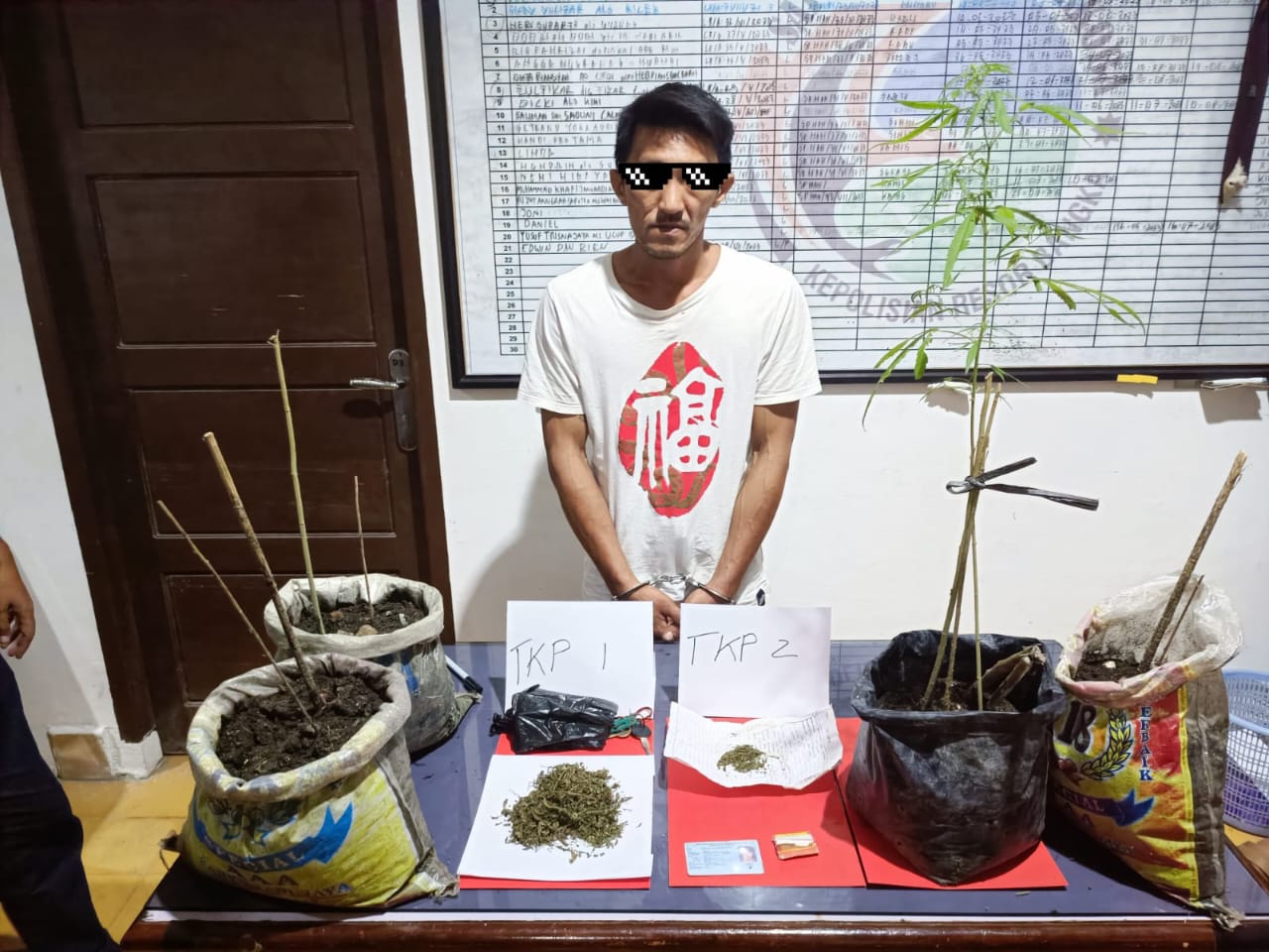 Tim Kibas Polres Bangka Temukan Tanaman Ganja di Komplek PT Timah