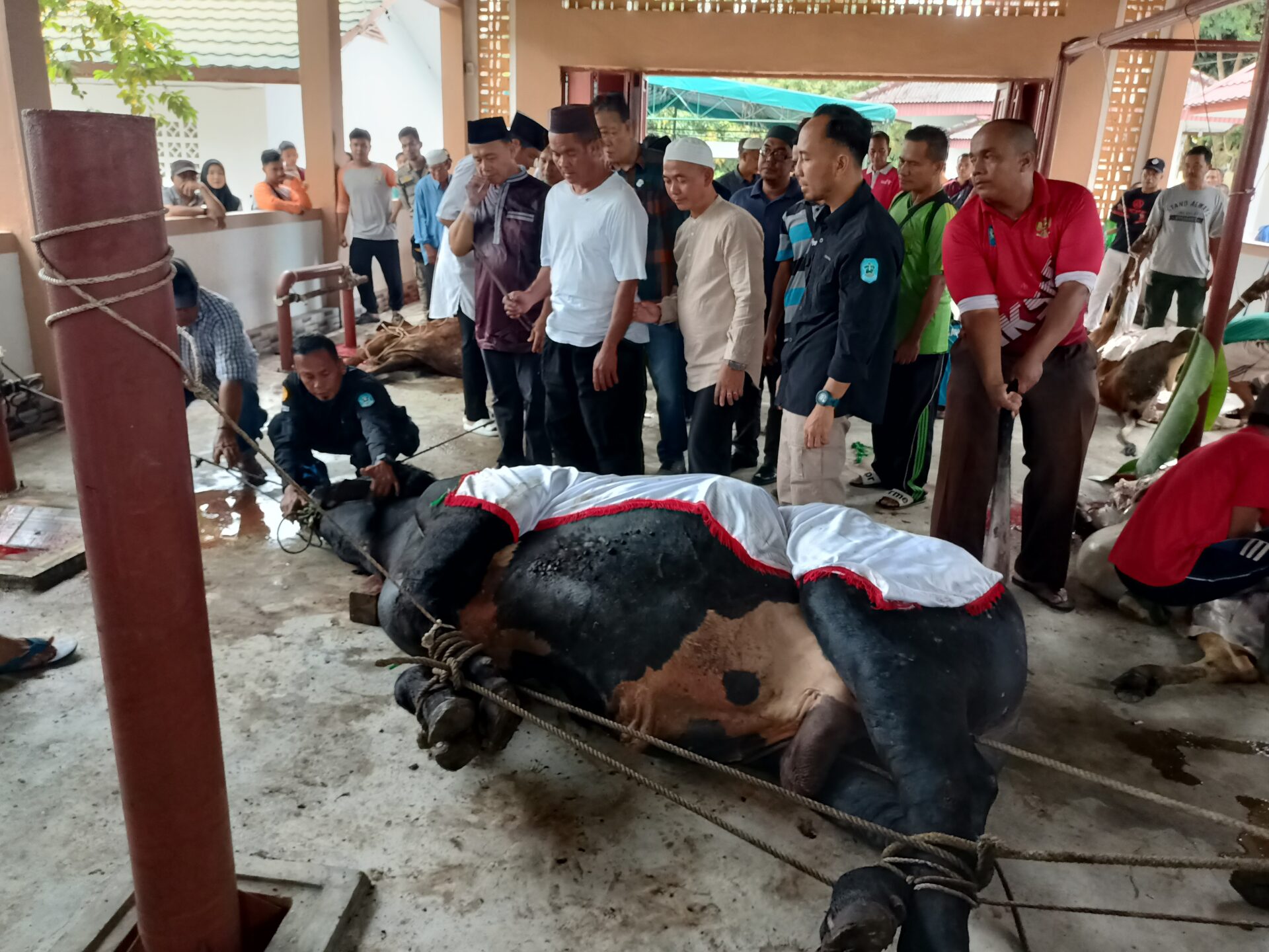Simmetal 900 Kilogram Tumbang di Rumdin Bupati Bangka