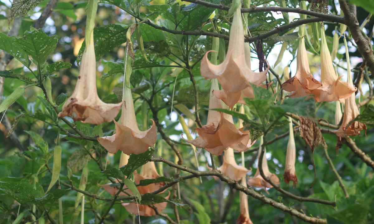 5 Manfaat dan Bahaya Konsumsi Daun Kecubung Bisa Menimbulkan Efek Halusinasi? Berikut Penjelasannya