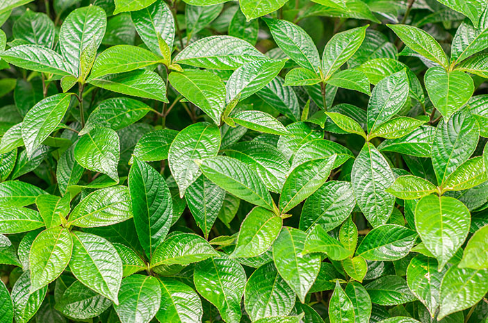 5 Manfaat Daun Pecah Beling Bagi Kesehatan Tubuh, Dapat Mengobati Luka Hingga Penyakit Kronis