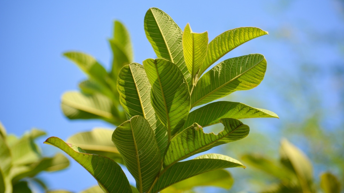 Catat, Ini 7 Manfaat Pucuk Daun Jambu Biji, Solusi Beragam Masalah Kesehatan dan Turunkan Berat Badan!