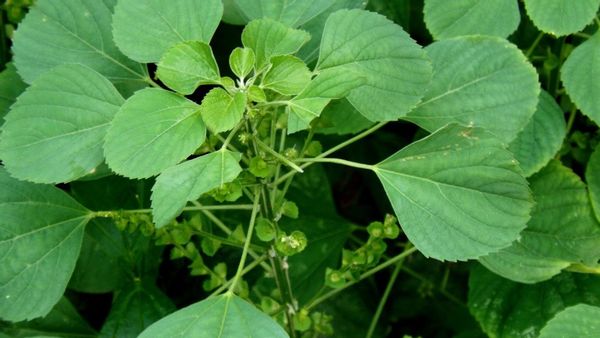 5 Manfaat Daun Anting-Anting untuk Kesehatan, Dapat Mengatasi Disentri dan Asam Urat